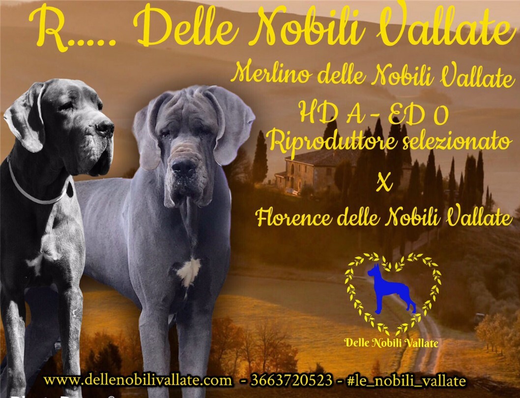  Cucciolata  alano blu luglio 2021