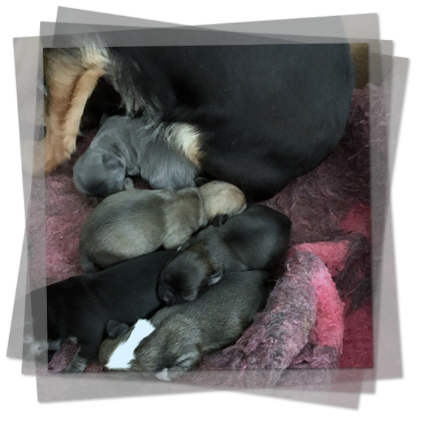 Cucciolata Chihuahua 