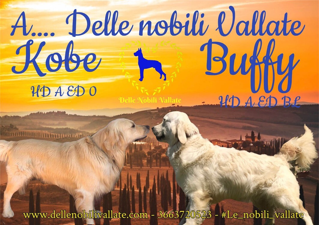  Cucciolata Golden Retriever luglio 2021