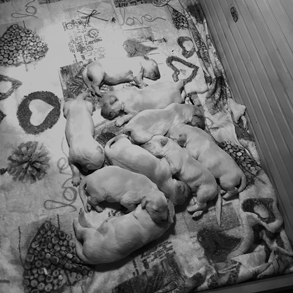 Cucciolata Golden Retriever febbraio 2022