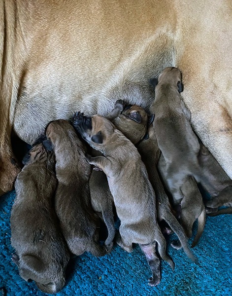 Cuccioli alano nati da 10 giorni