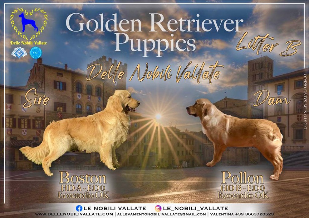 Cucciolata Golden Retriever febbraio 2022