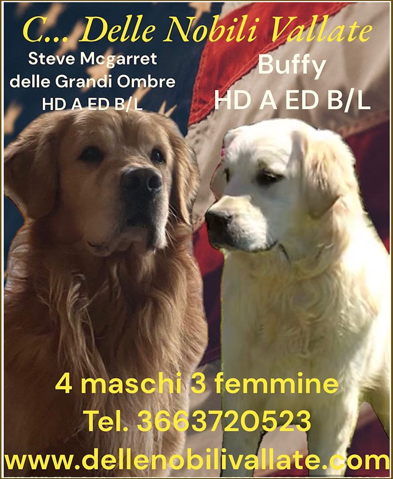Cucciolata Golden Retriever febbraio 2023